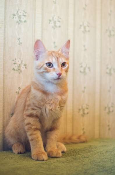 Предлагаются очаровательные рыжие котята в Санкт-Петербурге фото 5