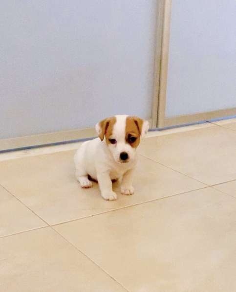 Щенки Джек Рассел терьер от титулованных родителей в Смоленске фото 12