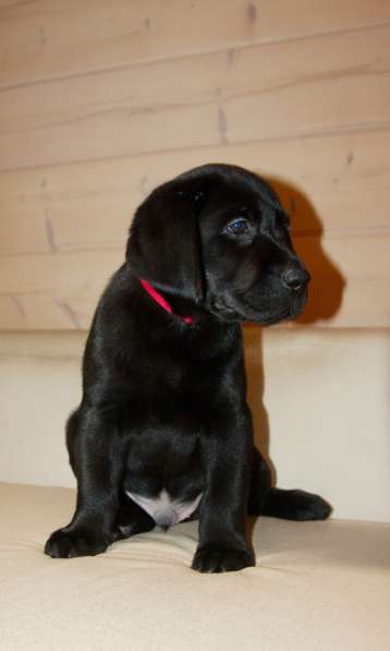 Алиментный мальчик в Москве фото 9