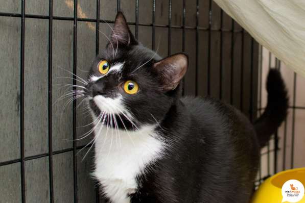 Кот Азор ищет дом в Москве