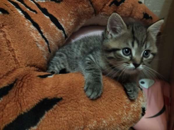 Котята в Туле фото 15