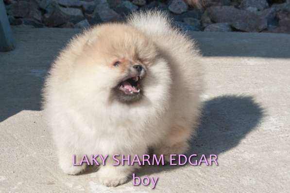 ЛАКИ ШАРМ ЭДГАР (померанский карликовый шпиц) в фото 17