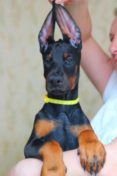 Doberman puppy в Санкт-Петербурге фото 5