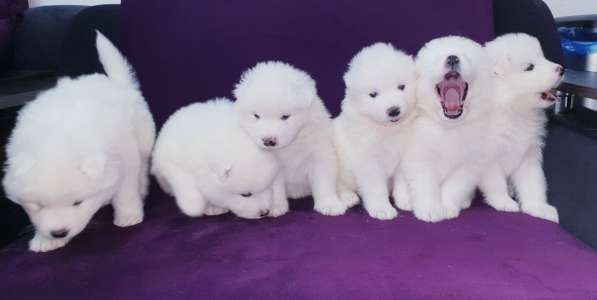 Продам щенки самоедской лайки (самоед) в Санкт-Петербурге фото 6