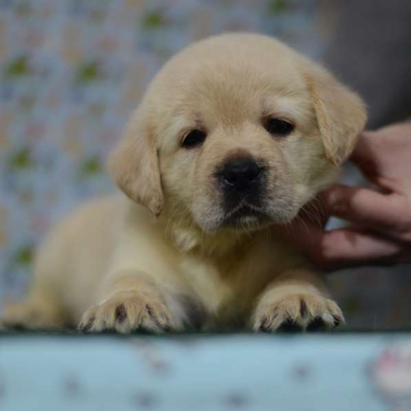 Щенки лабрадора ретривера в фото 24