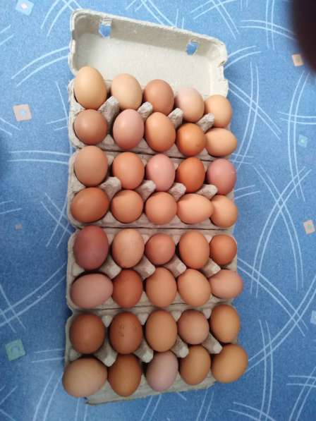 Яйцо несушки инкубационное в Перми