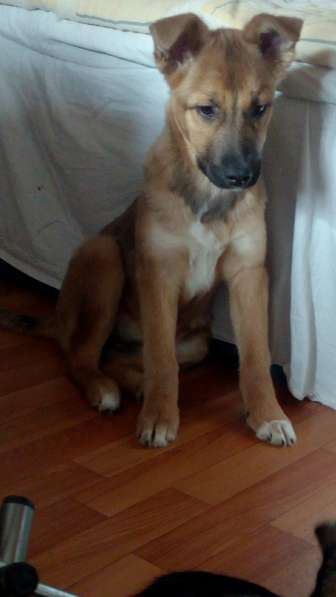 Ника, семейная собака ищет дом в Бронницах фото 23