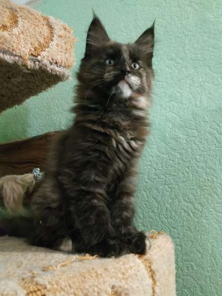 Девочка Мейн кун в Челябинске фото 19