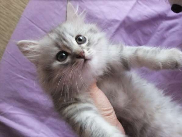 Котенок шотландской вислоухой в Санкт-Петербурге фото 5