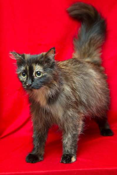 Эсми – космическая красота. Молодая кошечка в дар в Калуге фото 17