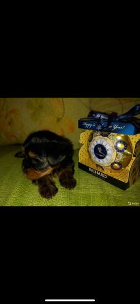 Вязка мини Йорк в Санкт-Петербурге фото 21