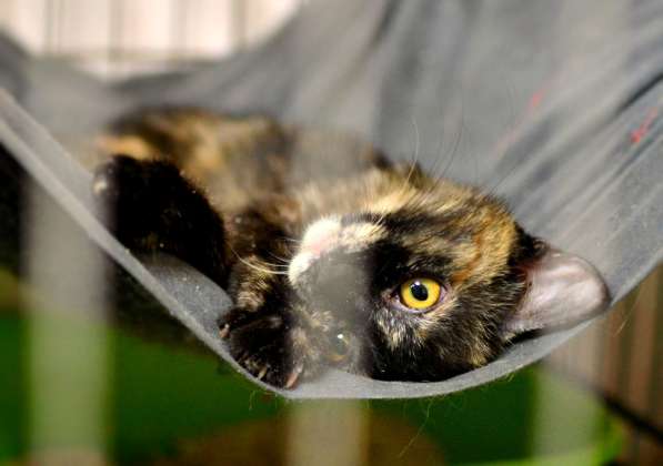 Почему судьба так жестока к Киттари в Москве фото 3