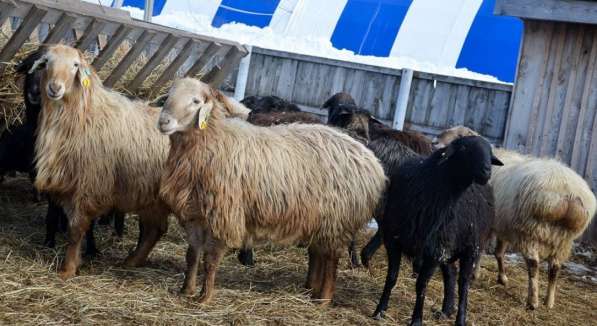 Племенные овцы породы Эдильбаевская (Скот из Европы) в Красноярске фото 9