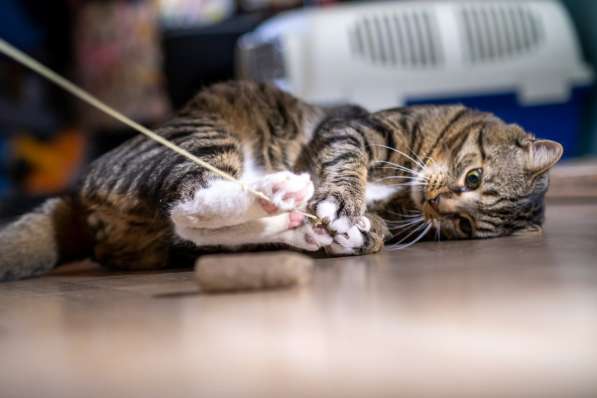 Вальяжный Боб в Москве фото 13