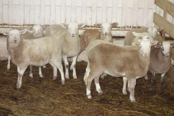 Племенные овцы породы Катумская (Скот из Европы класса Элита в фото 3