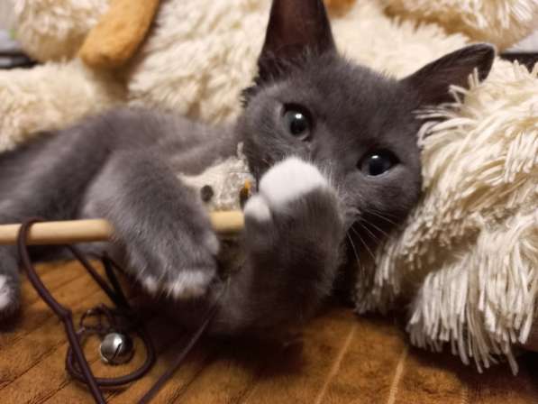Подарю серого котенка с синими глазами 2мес в Красноярске фото 4