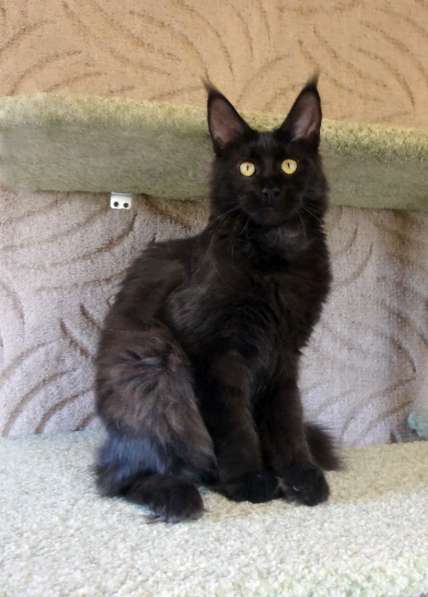 Апельсинки к Новому Году в Рязани фото 59