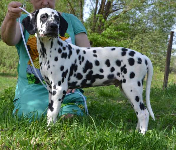 Dalmatian Puppies from White Gures