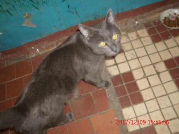 серо-голубой котик ищет дом в Долгопрудном фото 4