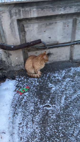 Котик в добрые руки в Красноярске