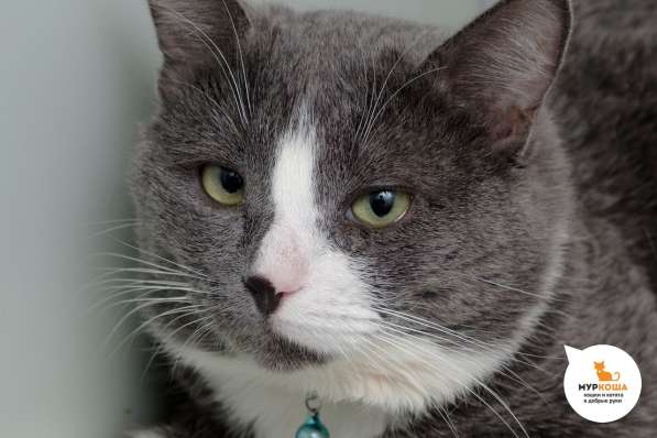 Котик Пончик в Москве фото 3