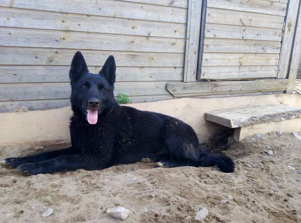 Черная овчарка - редкая красавица собака ищет дом в Санкт-Петербурге
