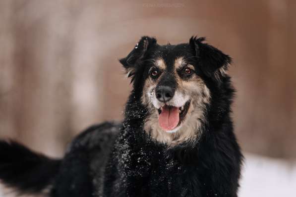 Пушистая весёлая Дакота ищет семью в Москве фото 42