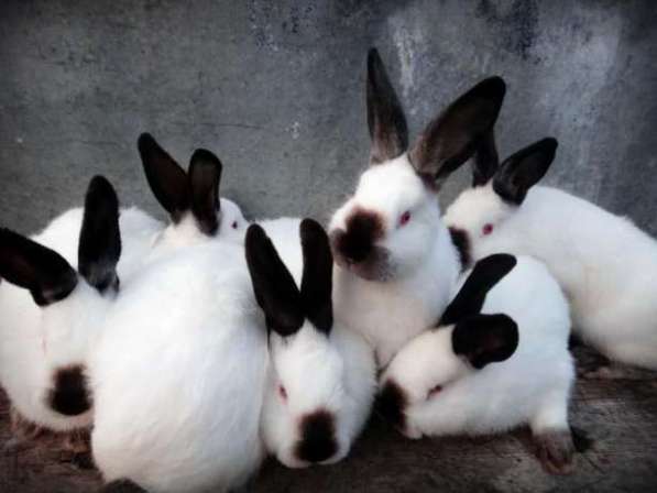 Кролики Калифорнийской породы в фото 6