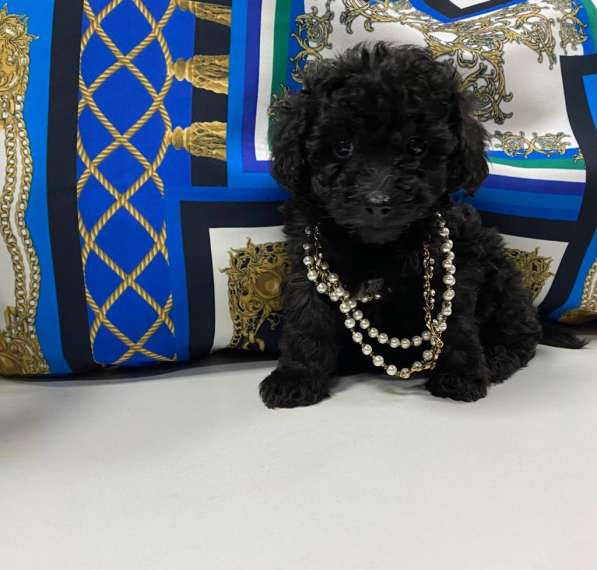 Мальтипу F1 мини в Москве фото 5