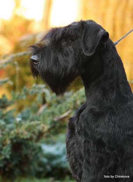 Ризеншнауцер