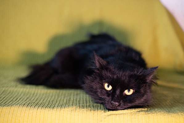 Ваша домашняя драгоценность, молодой черный котик Агат в дар в Москве
