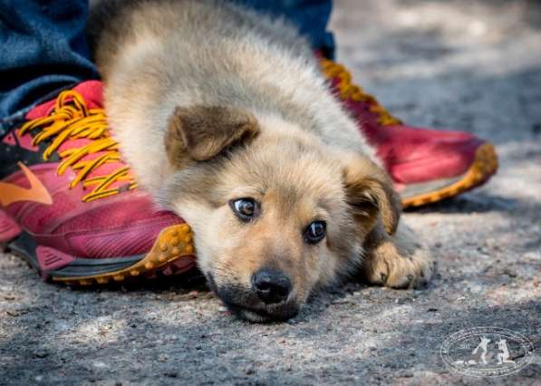 Очаровательная щенок-девочка Симба в Москве фото 3