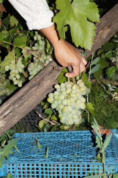 Продажа саженцов винограда в Пензе