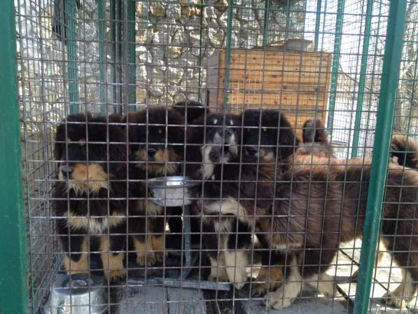 Продаю щенков Тибетского мастифа в Воронеже фото 17