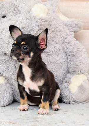 Чихуахуа - очень нежная девочка. в Москве