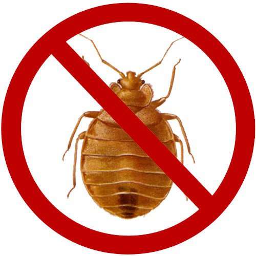 Избавиться от клопов в Москве и Московской обл в Москве фото 3