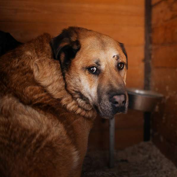 Кохинор ищет семью в Москве фото 54