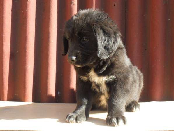 Бурят-Монгольский Волкодав -щенки в Москве фото 8