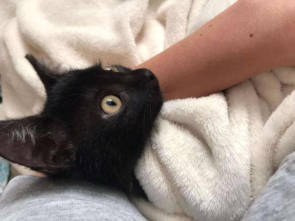 Котенок чертенок ищет дом в Москве