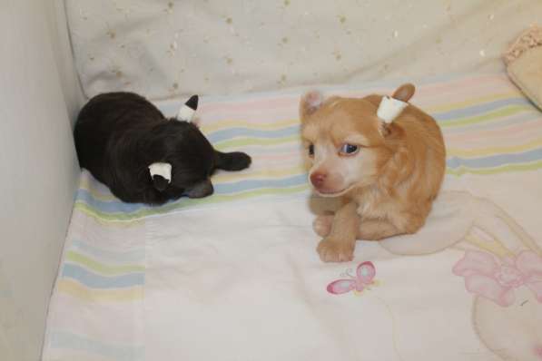 Красивая пуховая девочка в Москве фото 11