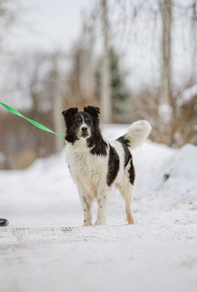 Пушистая собака Снежа в добрые руки в Москве фото 8