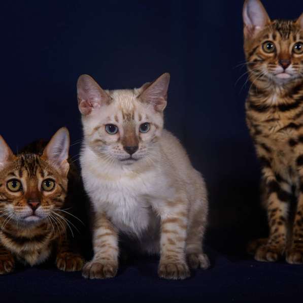 Bengal cat