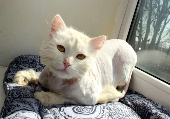 Кот в добрые руки. Пушистый Амур в Калуге фото 23