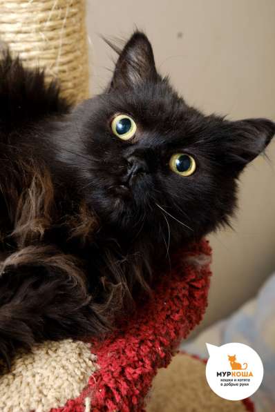 Котенок Бэтмен в Москве фото 3