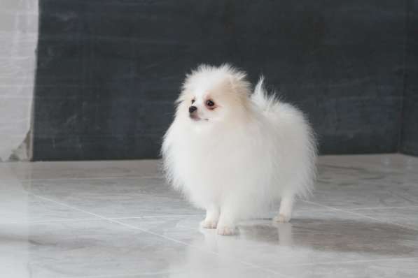 Щенки померанского шпица в фото 5