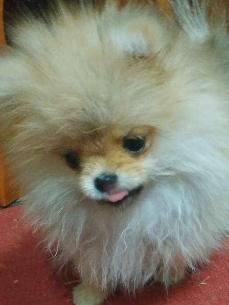 Маленькие живые мишки девочки 3месяца в фото 25