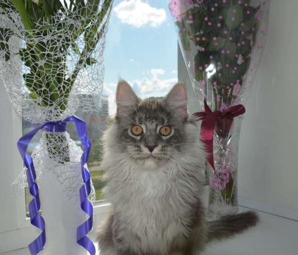 Свободны шикарные котята мэйн-куны редких окрасов в Москве фото 6
