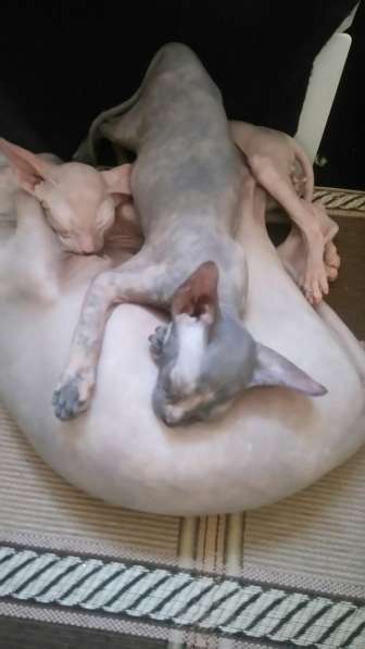 Кошка донского сфинкса в Азове фото 6