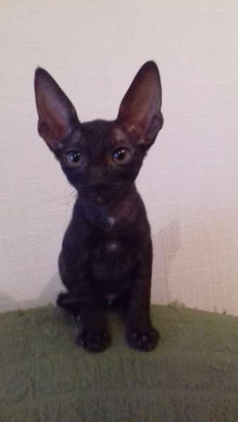 Кудрявые котята Корниш рекс в Санкт-Петербурге фото 6