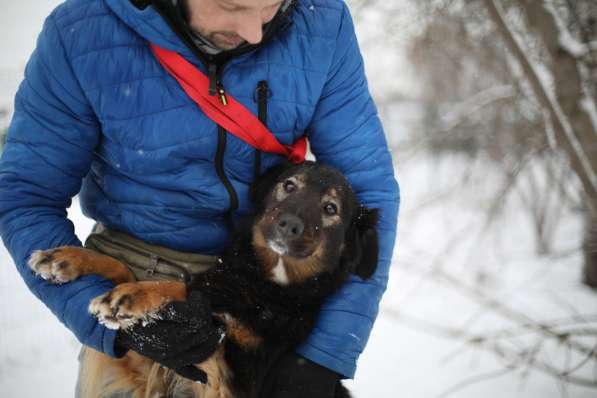 Собака-терапевт Пайпер ищет семью в Москве фото 9
